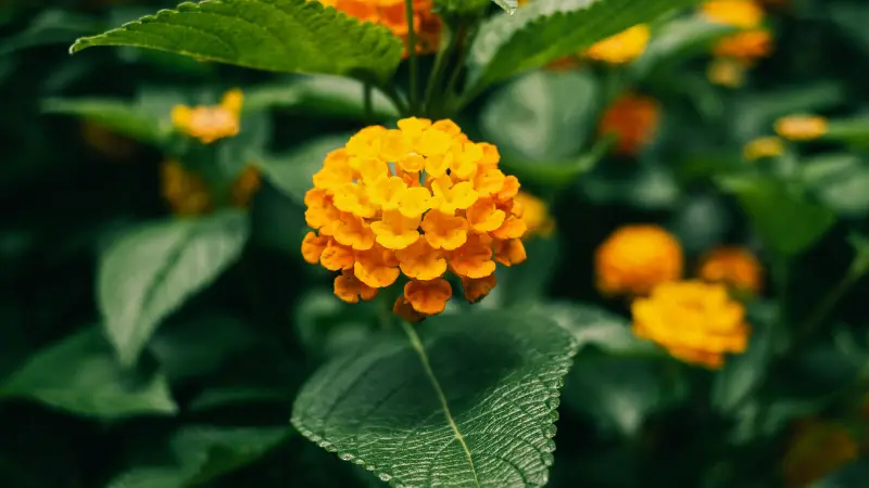 Close-up of a yellow and orange Lantana flower cluster surrounded by leaves