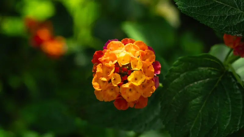 Close-up of a round Lantana flower cluster with orange and yellow petals