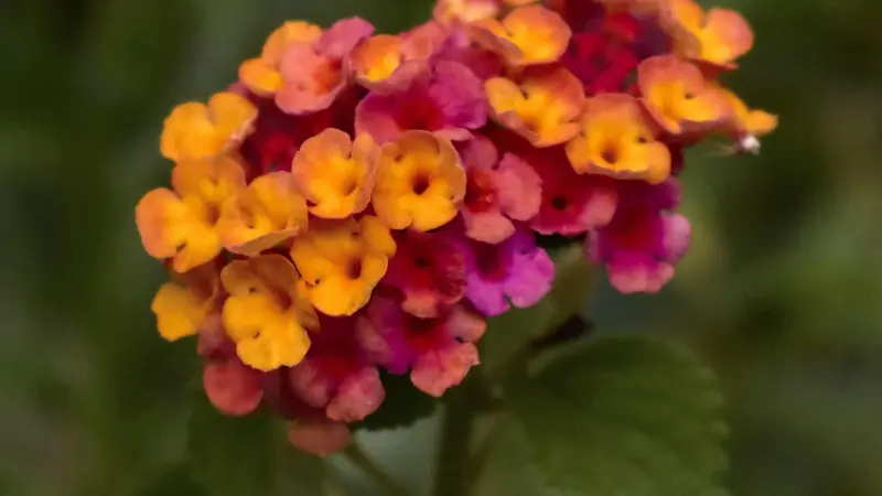 Close-up of a colorful Lantana flower head in pink orange and yellow