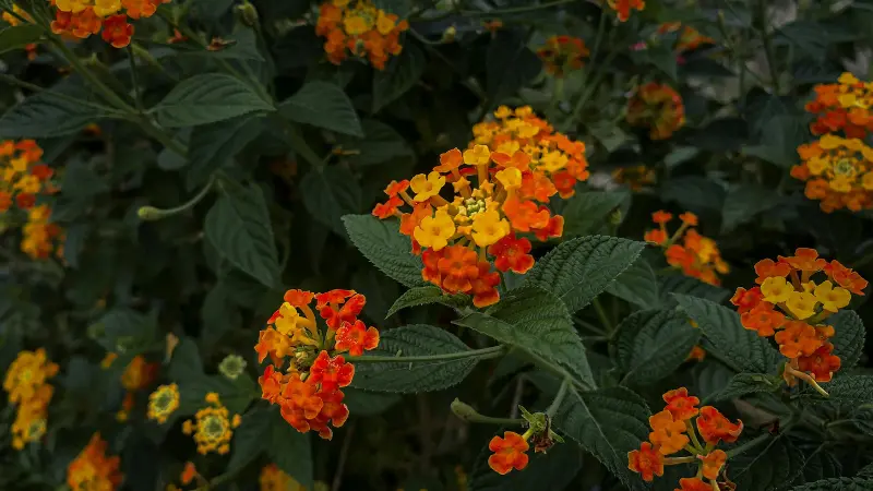 Lantana shrub covered in clusters of orange and yellow flower blooms