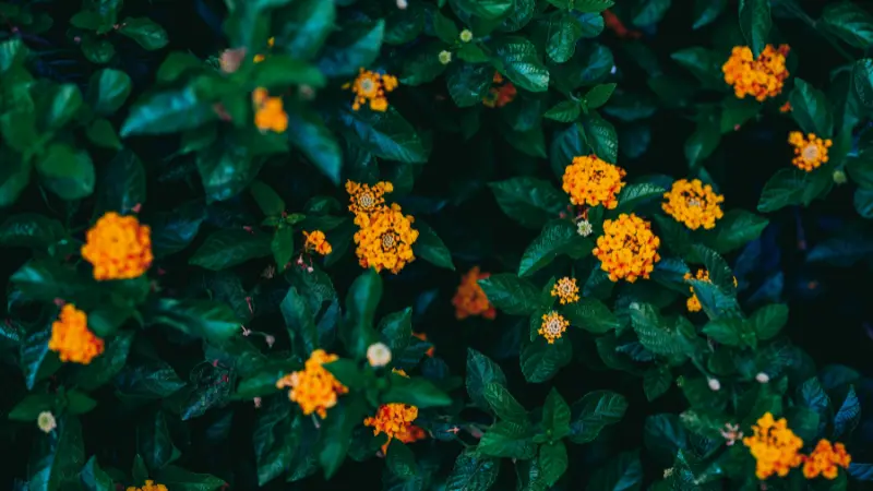 Overhead view of small yellow Lantana flower clusters among dark green leaves