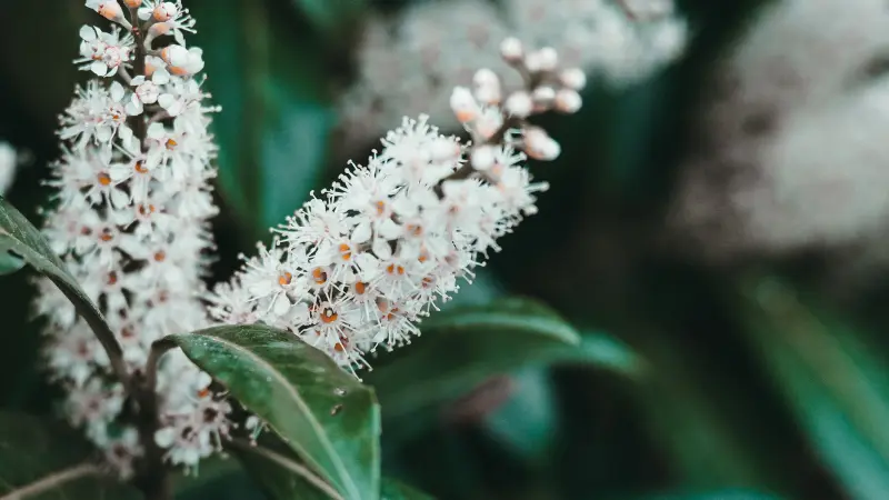 Close-up of a white Cherry Laurel flower spike with orange-centered blooms