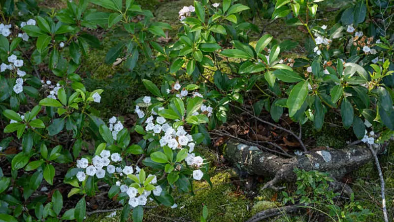 Mountain Laurel shrubs with white flowers growing in a forest floor setting
