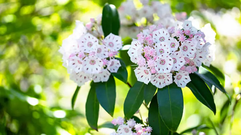 Pink and white Mountain Laurel flower clusters glowing in sunlight