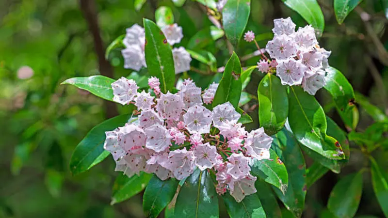 Cluster of pale pink Mountain Laurel flowers among dark green leaves