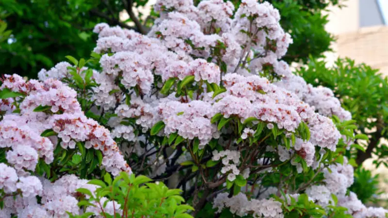 Large Mountain Laurel shrub covered in clusters of pale pink flowers