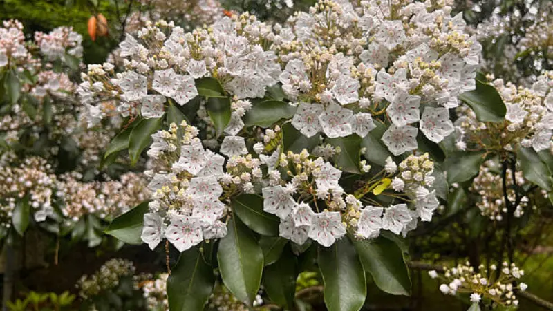 Mountain Laurel shrub densely covered in white and light pink flower clusters