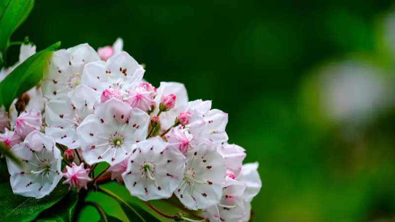 Close-up of pink-and-white cup-shaped Mountain Laurel flowers