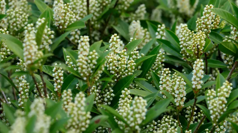 Cherry Laurel shrub covered in white bottlebrush-shaped flower spikes
