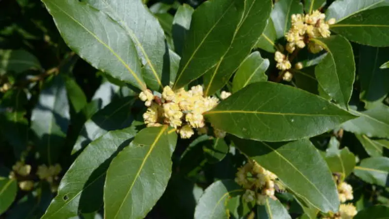 Bay Laurel branch with small pale yellow flower clusters among long green leaves