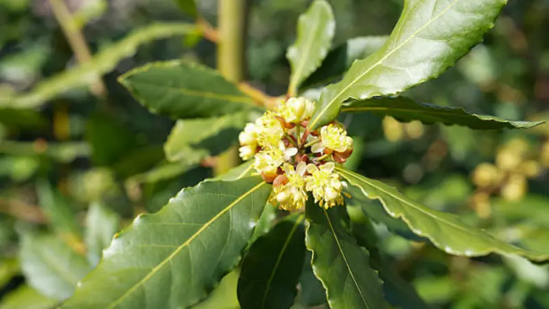 Close-up of a yellow-green Bay Laurel flower cluster surrounded by pointed leaves
