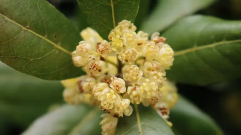Macro close-up of clustered cream and yellow Bay Laurel flowers