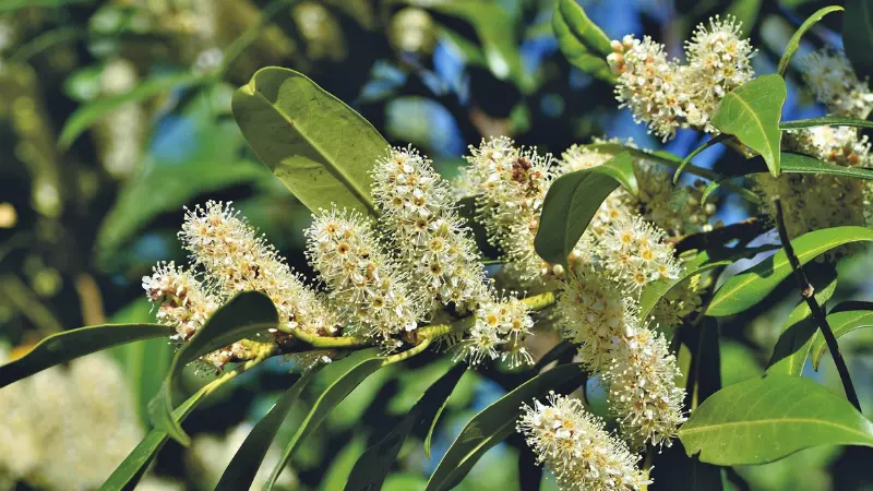 Cherry Laurel branch showing multiple white flower spikes among green leaves
