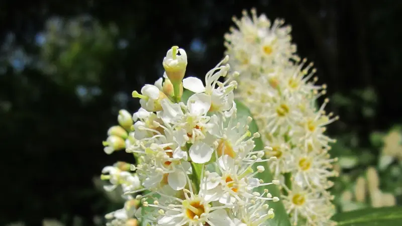 White Cherry Laurel flower spike with yellow centers against a dark backdrop