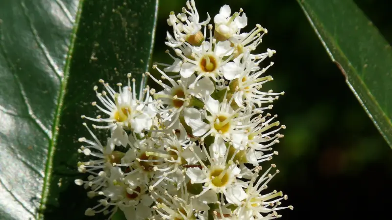 Close-up of white Cherry Laurel flowers with long stamens and orange centers