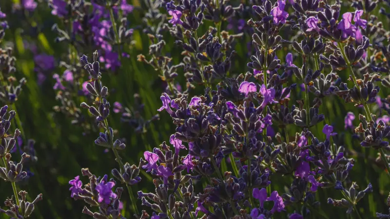 Close-up of vivid purple lavender flower blooms backlit by warm sunlight