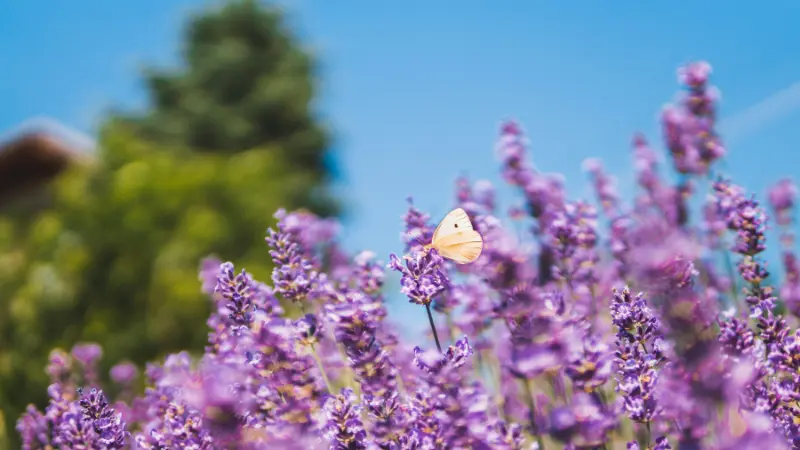 A white butterfly perched on purple lavender flowers against a blue sky