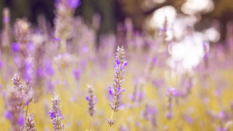Single lavender flower spike in sharp focus with a soft golden bokeh background