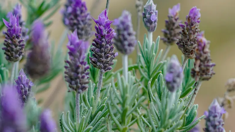 Close-up of purple lavender flower spikes with green serrated leaves