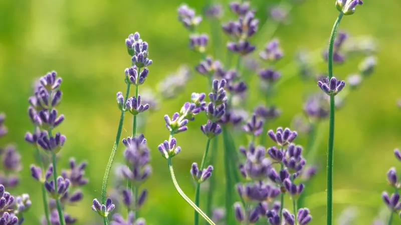 Lavender stems with purple flowers set against a soft green background