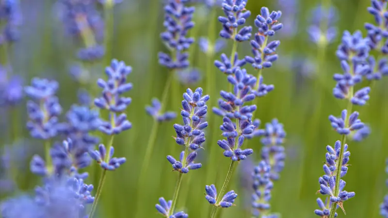 Close-up of blue-purple lavender flower spikes against green foliage