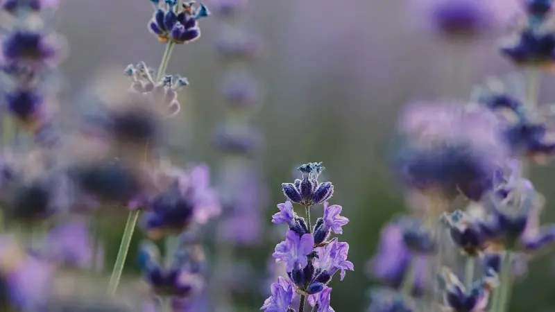 A bee gathering pollen on a purple lavender flower spike with blurred blooms behind