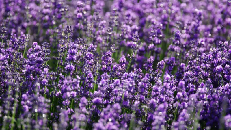Wide view of a thick field of bright purple lavender flowers