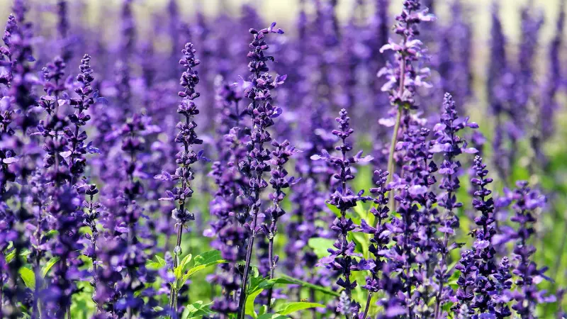 Rows of tall purple lavender flower spikes growing in a field
