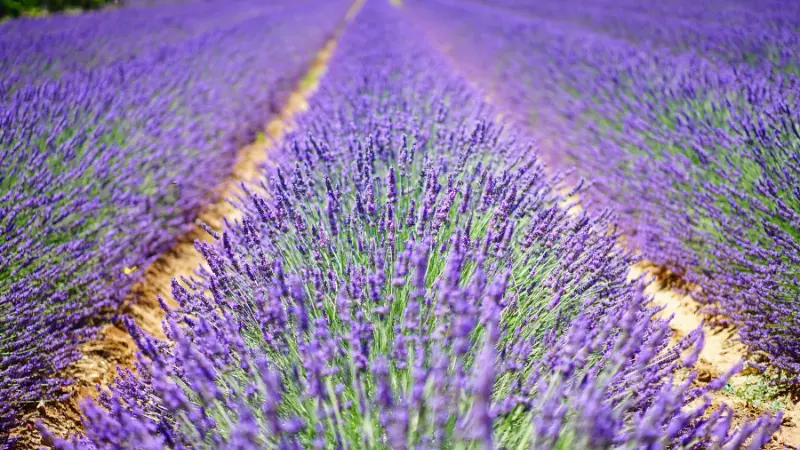 Aerial view of purple lavender flower rows extending toward the horizon