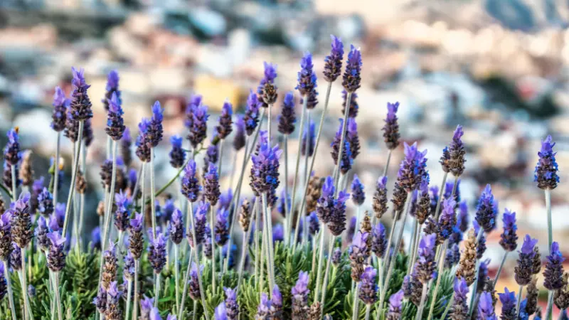 Purple lavender flower blooms growing on a hillside with a blurred town below