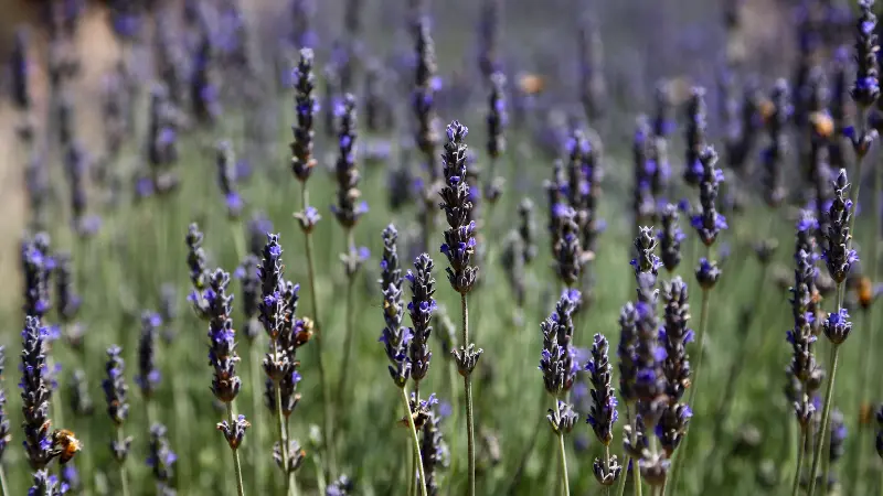 Purple lavender flower spikes with bees foraging among the blooms