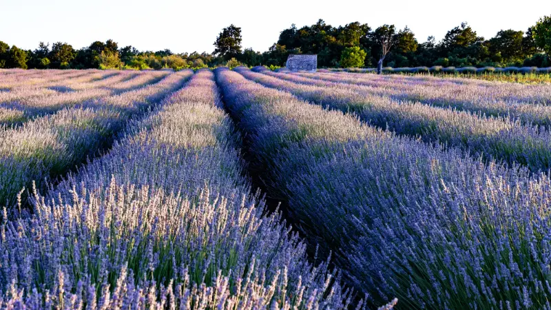 Wide landscape view of lavender flower rows at sunset with trees in the distance