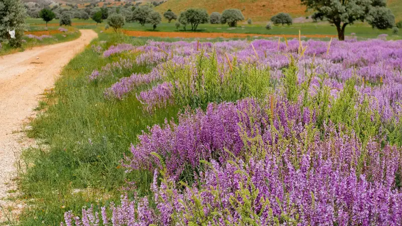 Purple lavender flowers growing wild beside a dirt path in the countryside