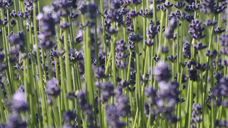 Close-up of slender green lavender stems topped with purple flower buds