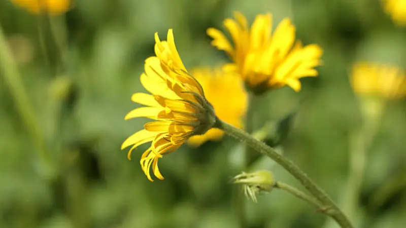Side view of a yellow Leopard's Bane flower with drooping petals