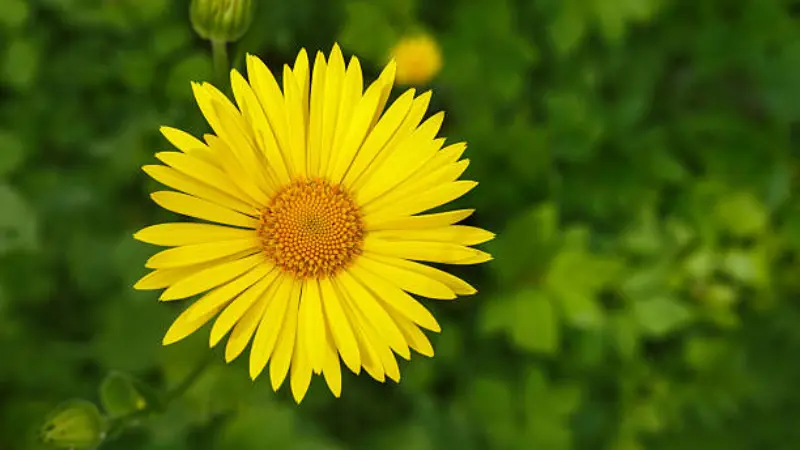 Bright yellow Leopard's Bane flower with green foliage background