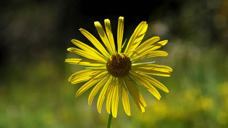 Sunlit yellow Leopard's Bane flower glowing against a dark background