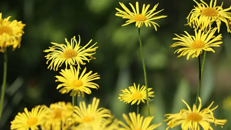 Multiple yellow Leopard's Bane flowers on long stems against dark backdrop