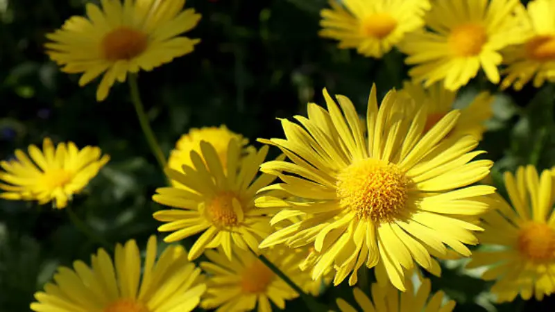 Close grouping of vivid yellow Leopard's Bane flowers in sunlight