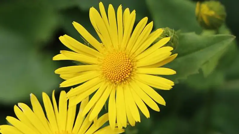 Two yellow Leopard's Bane flowers with green leaves in the background