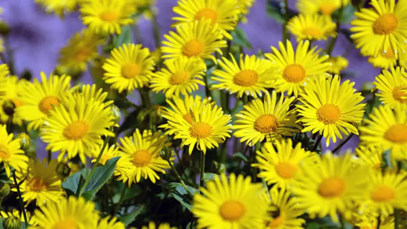 Yellow Leopard's Bane flowers contrasting with a blurred purple background