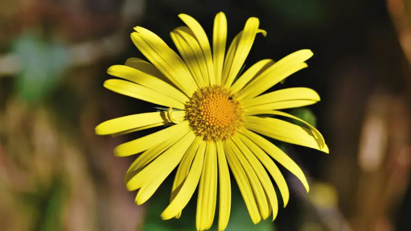Close-up of a bright yellow Leopard's Bane flower with an orange center