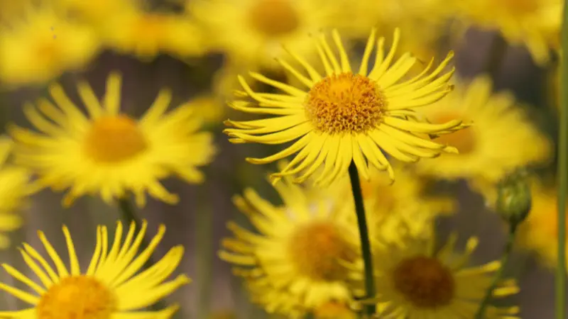 Yellow Leopard's Bane flowers in focus with an unopened bud nearby
