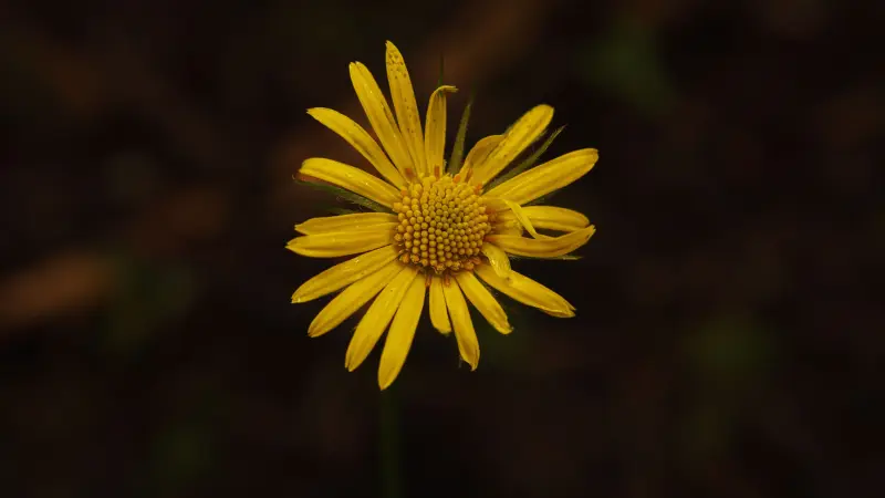 Single yellow Leopard's Bane flower glowing against a black background