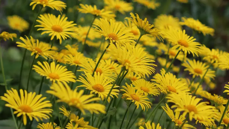Wide view of many yellow Leopard's Bane flowers blooming in a garden