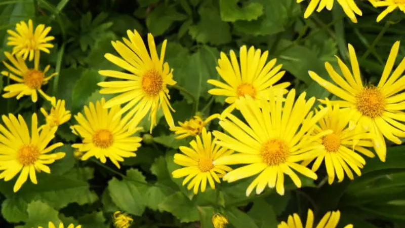 Cluster of yellow Leopard's Bane flowers growing among broad green leaves