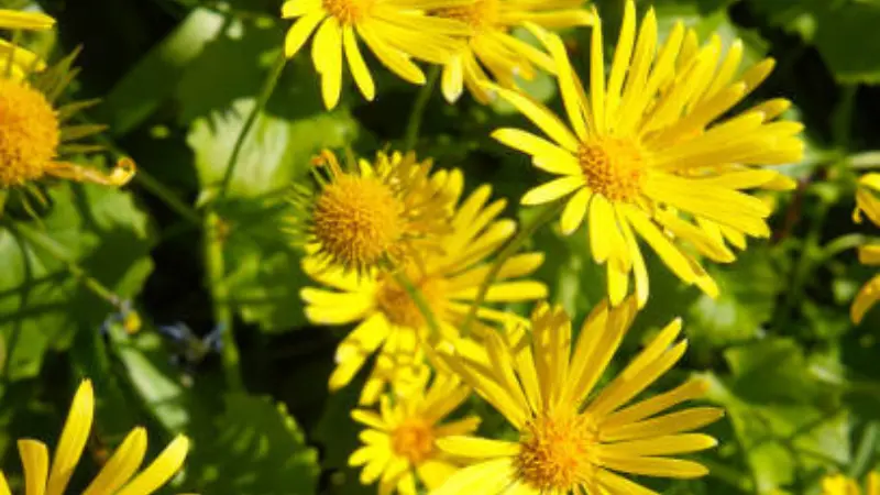 Yellow Leopard's Bane flowers in bright sunlight with leafy backdrop