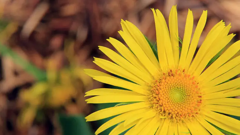 Cropped close-up of a yellow Leopard's Bane flower's petals and green center