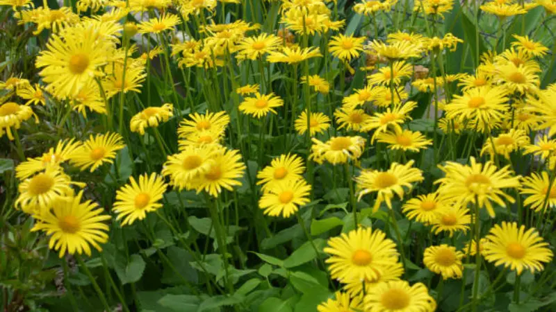 Thick patch of yellow Leopard's Bane flowers in a garden bed