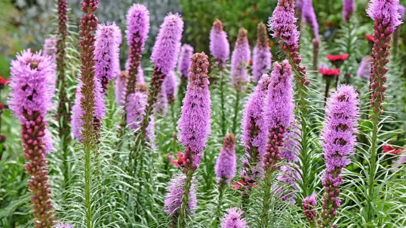 Purple Liatris flower spikes growing among greenery